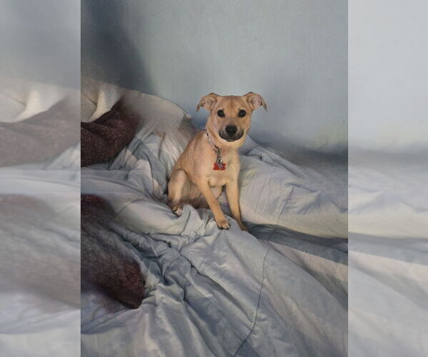 Medium Photo #4 Chihuahua-Unknown Mix Puppy For Sale in Springdale, PA, USA