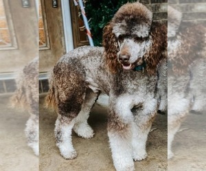 Father of the Bernedoodle puppies born on 03/22/2021