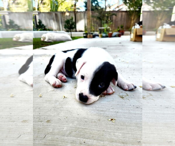 Medium Photo #3 Boxer-Unknown Mix Puppy For Sale in Menifee, CA, USA