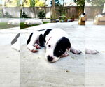 Small #2 Boxer Mix