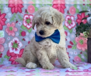 American Eskimo Dog (Toy)-Poodle (Miniature) Mix Puppy for sale in LANCASTER, PA, USA