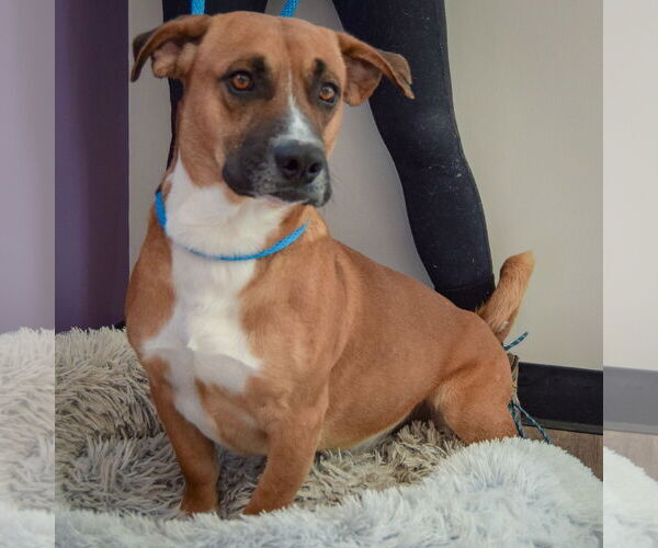 Medium Photo #5 Bassetdor Puppy For Sale in Huntley, IL, USA