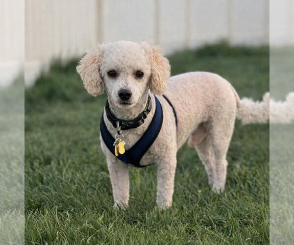 Medium Photo #4 Mutt Puppy For Sale in Salt Lake City, UT, USA