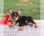 Small #4 French Bulldog