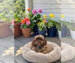 Small Photo #2 Shih Tzu Puppy For Sale in McKinney, TX, USA