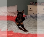 Small Photo #6 Doberman Pinscher Puppy For Sale in DRUMRIGHT, OK, USA
