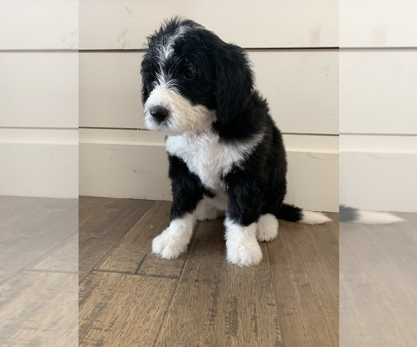 Medium Photo #11 Sheepadoodle Puppy For Sale in CANYON, TX, USA