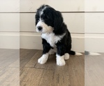 Small Photo #11 Sheepadoodle Puppy For Sale in CANYON, TX, USA