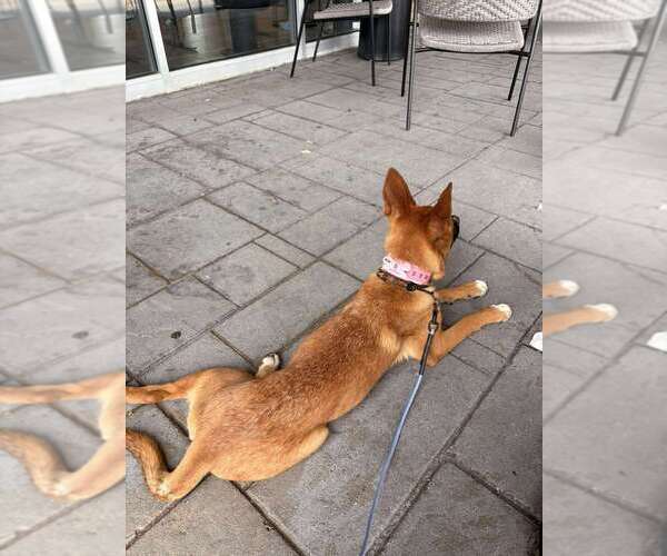 Medium Photo #2 Mutt Puppy For Sale in garner, NC, USA