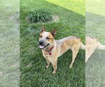 Small #1 Mutt