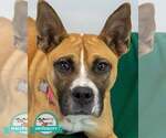 Adina - Female Mutt Dog for Adoption - Small photo