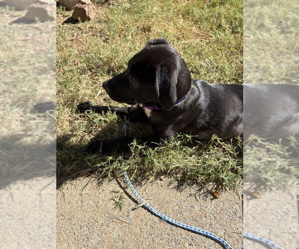 Medium Photo #2 Labrador Retriever-Unknown Mix Puppy For Sale in Boston, MA, USA