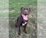 Small #7 Labrador Retriever Mix
