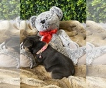 Small Photo #12 French Bulldog Puppy For Sale in STOCKTON, CA, USA
