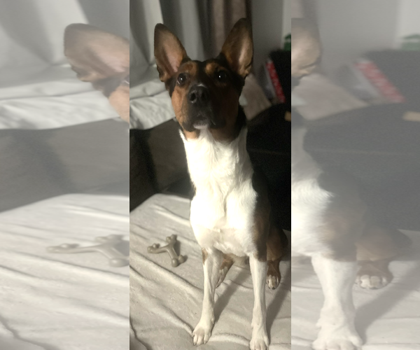 Medium Photo #2 German Shepherd Dog-Unknown Mix Puppy For Sale in Woodland, CA, USA