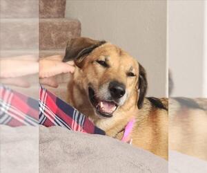 German Shepherd Dog-Unknown Mix Dogs for adoption in Las Vegas, NV, USA