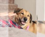 *MOCHA - Female German Shepherd Dog-Unknown Mix Dog for Adoption - Small photo