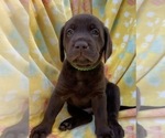 Small Photo #18 Labrador Retriever Puppy For Sale in HOLLY SPRINGS, NC, USA