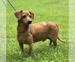 Small #1 Dachshund Mix