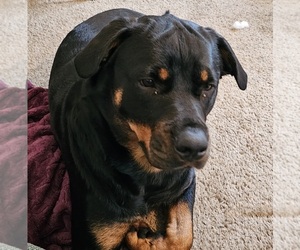 Rottweiler Puppy for sale in WAVERLY, MO, USA