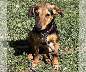 Doxle Dogs for adoption in Batavia, OH, USA