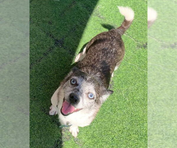 Medium Photo #9 Chihuahua-Unknown Mix Puppy For Sale in Corona, CA, USA