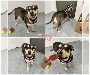 American Staffordshire Terrier-Labrador Retriever Mix Dogs for adoption in Pierceton , IN, USA