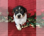 Small Photo #9 Cowboy Corgi Puppy For Sale in MENIFEE, CA, USA