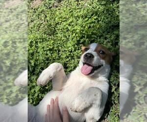 Mutt Dogs for adoption in San Antonio, TX, USA