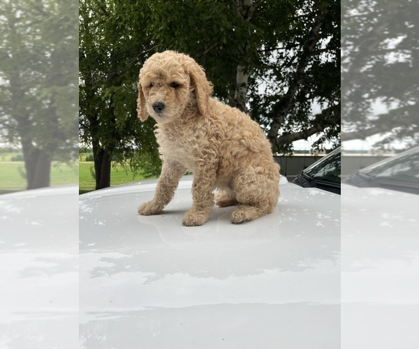 Medium Photo #11 Poodle (Standard) Puppy For Sale in KIMBALL, MN, USA