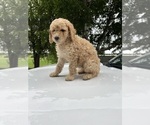Small #10 Poodle (Standard)