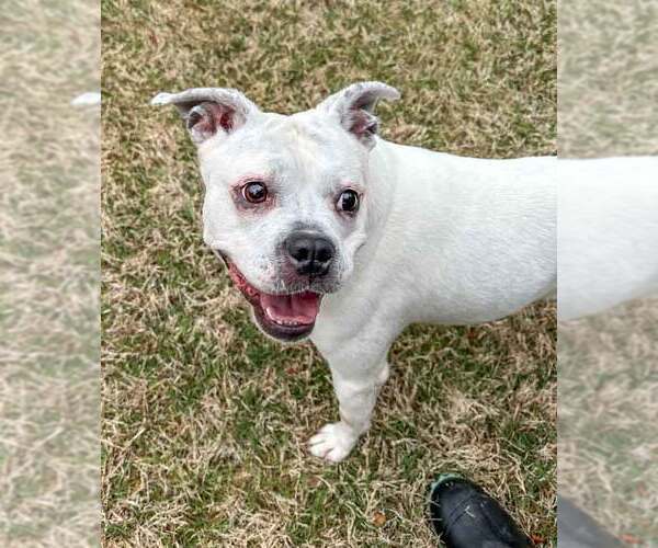Medium Photo #12 Bulldog-Unknown Mix Puppy For Sale in Kennesaw, GA, USA