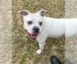 Small #11 Bulldog Mix