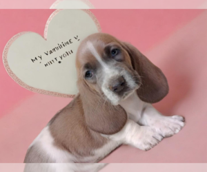 Basset Hound Puppy for sale in SALEM, WV, USA