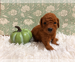 Puppy 2 Poodle (Toy)