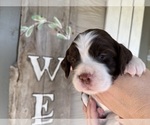 Small #5 English Springer Spaniel