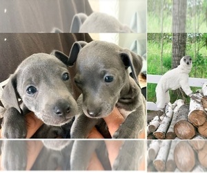 Italian Greyhound Puppy for sale in RANCHO BERNARDO, CA, USA