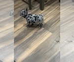 Cleopatra - Female French Bulldog Puppy for Sale - Photo #6