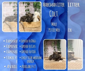 Mutt Dogs for adoption in Jacksonville, NC, USA