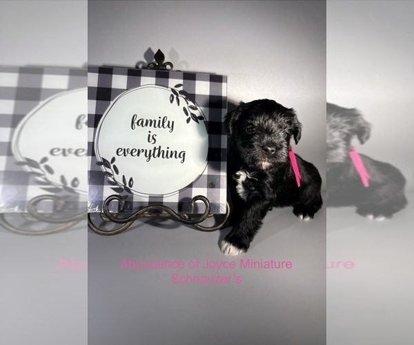 Medium Photo #8 Schnauzer (Miniature) Puppy For Sale in SAINT LOUIS, MO, USA