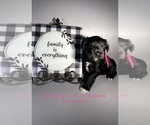 Litter of 4 - Male(s) and Female(s) Schnauzer (Miniature)Litter of Puppies for Sale - Photo #8