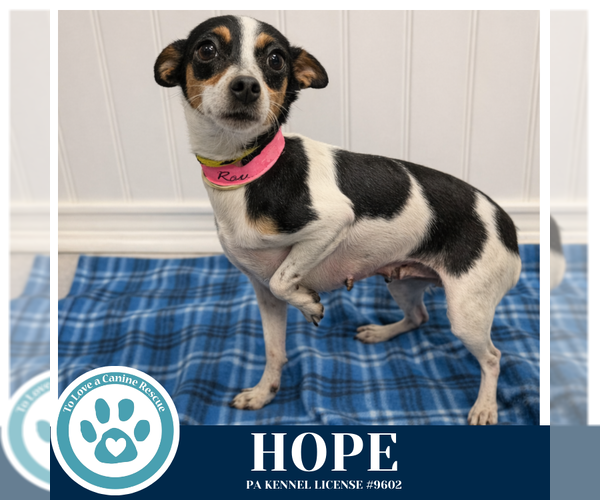 Medium Photo #3 Chihuahua-Unknown Mix Puppy For Sale in Kimberton, PA, USA