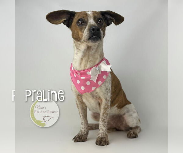 Medium Photo #2 Feist Terrier-Rat Terrier Mix Puppy For Sale in Benton, LA, USA