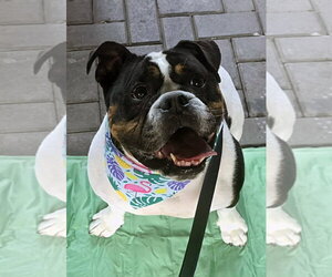 Bulldog Dogs for adoption in Matawan, NJ, USA