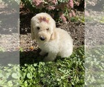 Small Photo #8 Poodle (Miniature) Puppy For Sale in RICHMOND, IL, USA