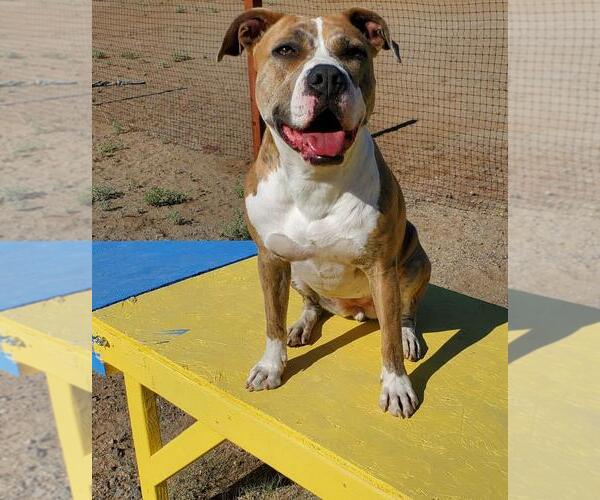 Medium Photo #13 American Pit Bull Terrier-Unknown Mix Puppy For Sale in Incline Village, NV, USA