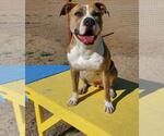 Small #12 American Pit Bull Terrier Mix