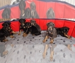 Small #10 Doberman Pinscher