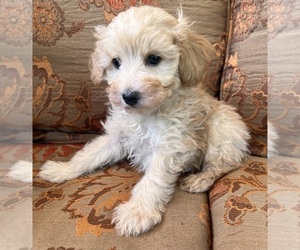 Poodle (Miniature)-Schnoodle (Miniature) Mix Puppy for sale in Lexington, NC, USA