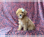 Small #2 Cavapoo (Miniature)